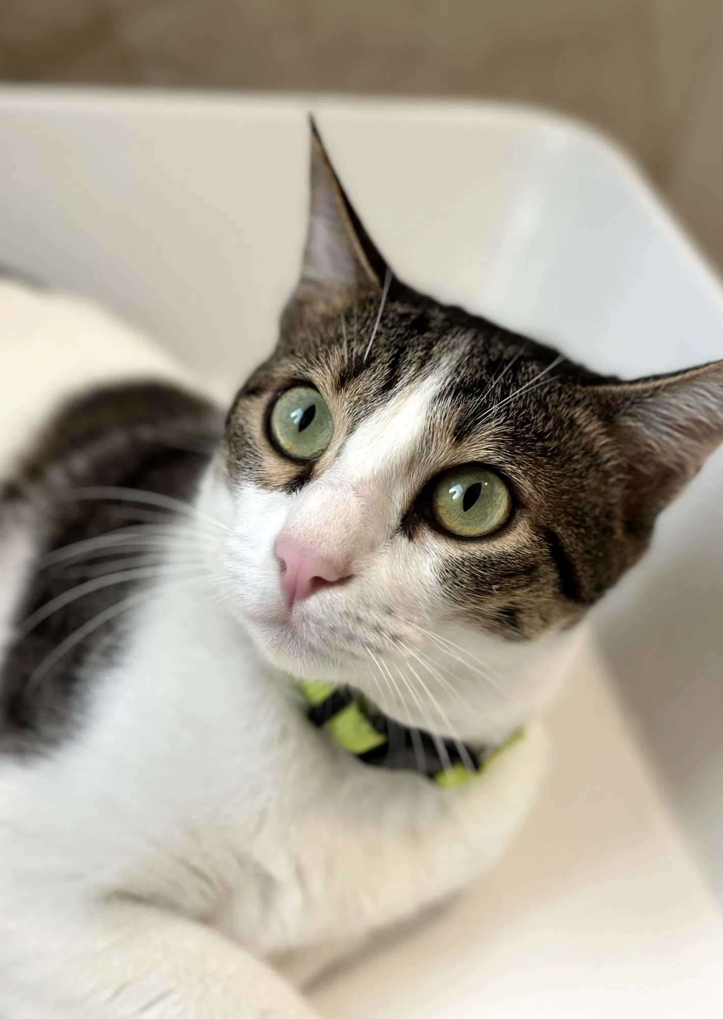 Book a call with Burhanuddin Bohra on sprect.